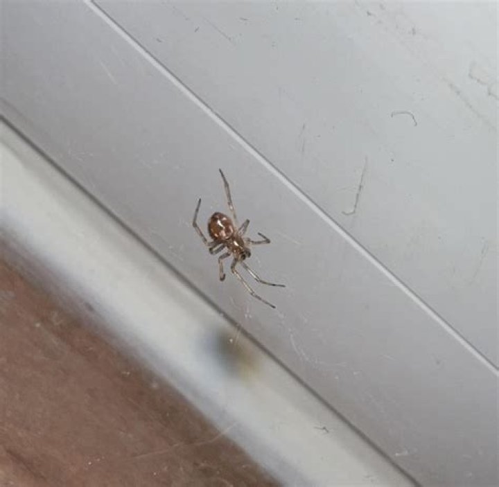 Baby Widow Wiki, Biography, Age, Height, Info, Details