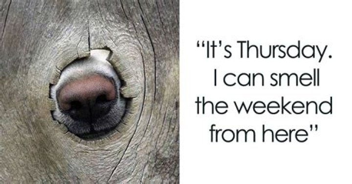 Thursday Memes to motivate you get through the week